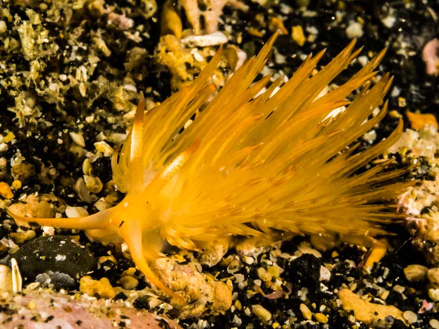 Sakuraeolis nungunoides